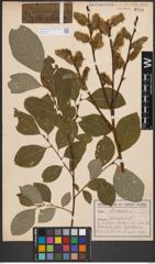 Foto von Salix caprea L.